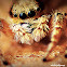 Jumping Spider