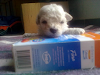 Vendo Caniche Micro Hembra