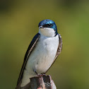 Tree Swallow