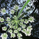 Common Hogweed