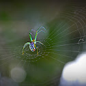 Orchard Spider