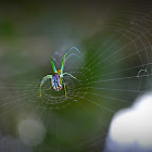 Orchard Spider