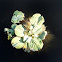 Water Lettuce
