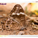 Common Tree Brown