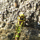 Southern Hawker