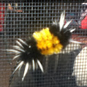 Wooly bear