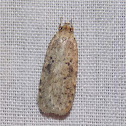 Canadian Agonopterix