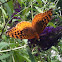Great Spangled Fritillary