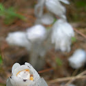 Indian Pipe