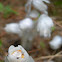 Indian Pipe