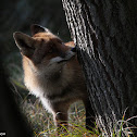 Red Fox
