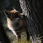 Red Fox