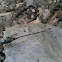 Pelecinid