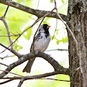 Harris's Sparrow