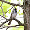 Harris's Sparrow