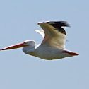 American White Pelican