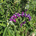 Mexican Sage