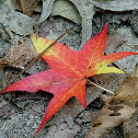 Sweet Gum