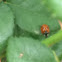 Lady beetle