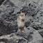 Floreana mockingbird