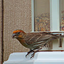 House Finch
