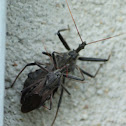 Wheel bug Assassin Beetle 