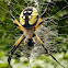 Black and Yellow Argiope