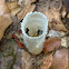 Stingless Bees
