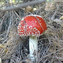 fly agaric