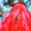 wasp