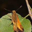 Skipper butterfly