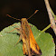 Skipper butterfly
