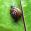 Snail