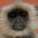 Gray Langur