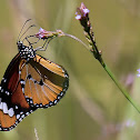 African Monarch