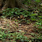Eastern Chipmunk