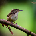 House wren