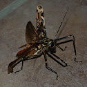 Large Harlequin Beetle