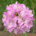 Lady bug?