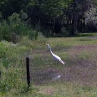 Egret