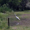 Egret