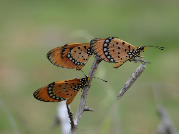 Spotting Image 1