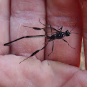 Pelecinid Wasp