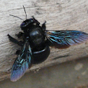 carpenter bee