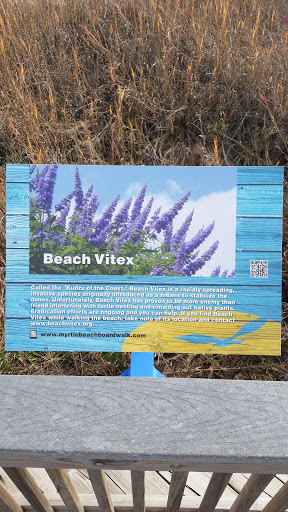 Beach Vitex