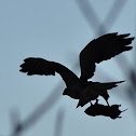 Red-tailed Hawk and Pocket Gopher