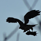 Red-tailed Hawk and Pocket Gopher