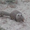 California Ground Squirrel
