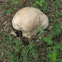 giant puffball