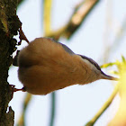 Eurasian nuthatch